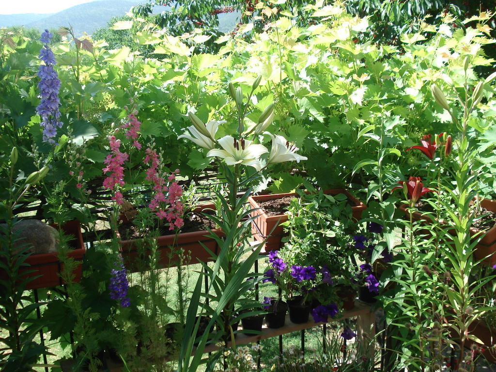 Abruzzo Segreto Bed & Breakfast Navelli Bagian luar foto